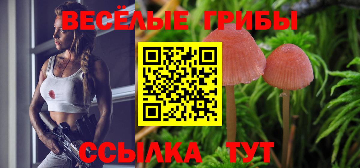 Псилоцибиновые грибы Psilocybe Зеленогорск